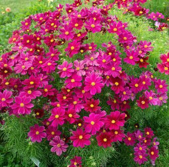 Zemā kosmeja 'Sonata Purple Shades'